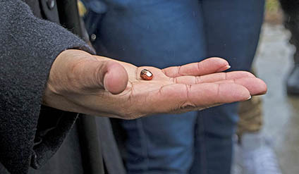 Gun bullet