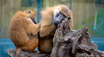 two baboons