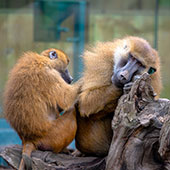 two baboons