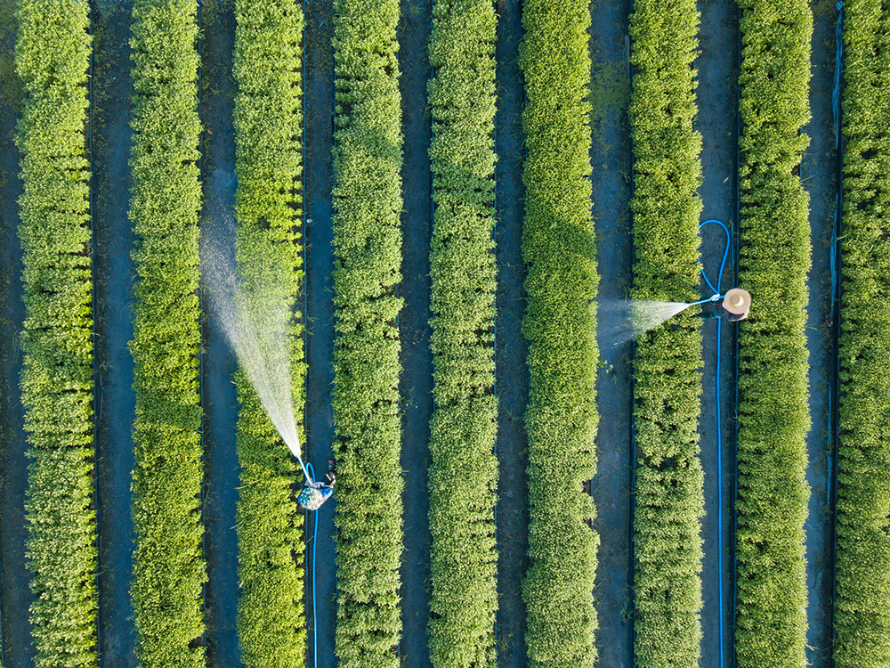 Aerial top view of farmers watering crops