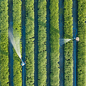 Aerial top view of farmers watering crops
