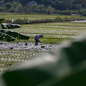 person working in a rice field